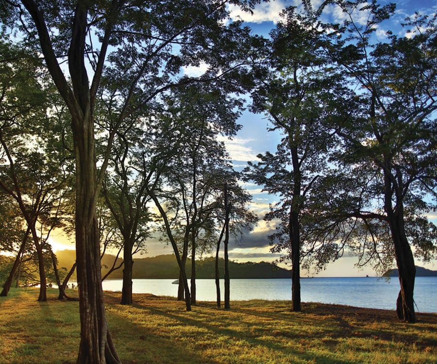 El Mangroove Landscape